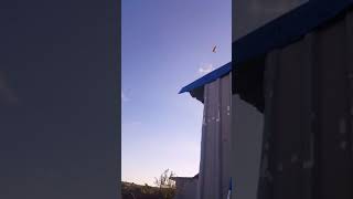 Tepeli Ankara Sarıkır Yavru