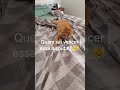 Um ajudante que só atrapalha. #mãedegato #gatofofo #gatinhos #gatossendogatos