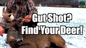 Tips for Recovering Gut Shot Deer | Real Hunt Demonstration