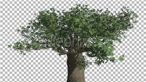 Crown of Madagascan Baobab Tree Swaying | Motion Graphics - Envato elements