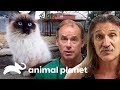 3 tratamientos para gatitos callejeros | Dr. Jeff, Veterinario | Animal Planet