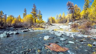 В предгорье Северо-Чуйского хребта, река Куркурек, осенняя лиственничная тайга.Горный Алтай