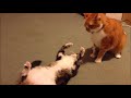 Fat Cat Fails