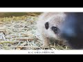 諏訪部順一 動物ガイド