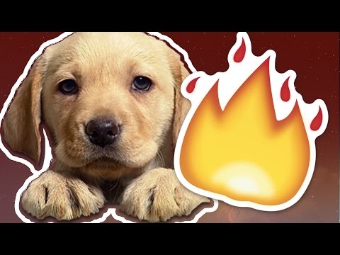 Video: 20 mascotas adorables que solo se sientan allí y te juzgan