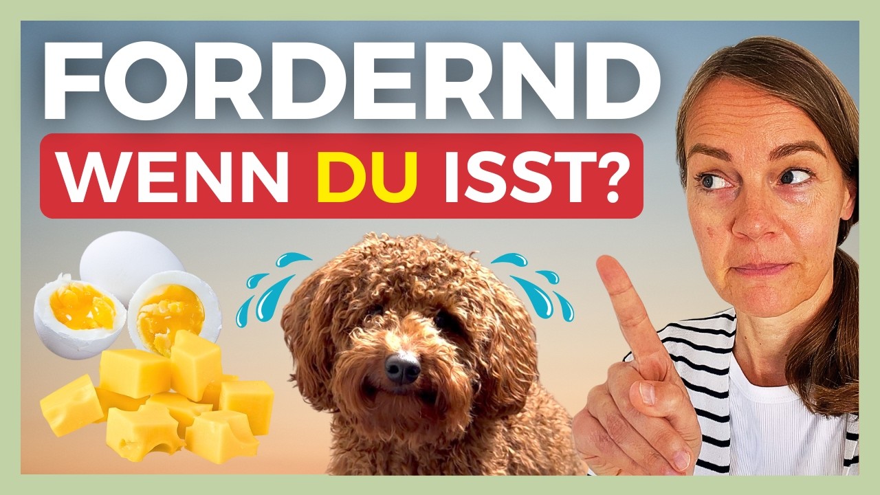😬 UPS, ERZIEHUNGSFEHLER! Hund betteln abgewöhnen & forderndes Verhalten stoppen – so geht’s richtig!