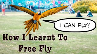 Parrot Free Flight Journey || Mikey The Macaw
