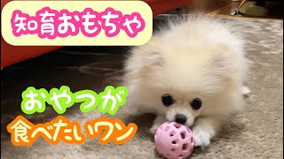 犬の知育おもちゃに初挑戦！大好きなおやつが欲しくて頑張る子犬ポメラニアン