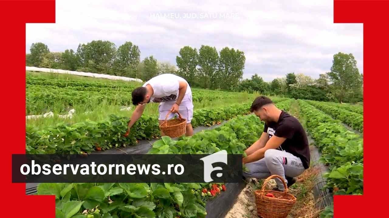 Un fermier din Satu Mare cultivă căpşuni gigant. Cu câţi bani le vinde clienţilor din toată ţara