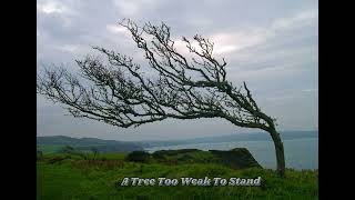 A Tree Too Weak To Stand - Cover of the song by Gordon Lightfoot