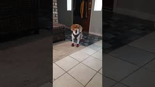 Beagle tryin to walk in shoes. Hilarious!