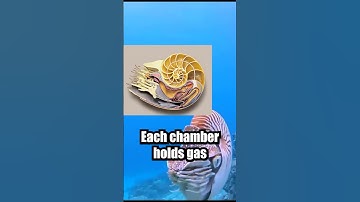 500 Million Years of Survival: Meet the Nautilus!🐚