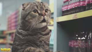 Download lagu Netto Katzen Netto Katzen
