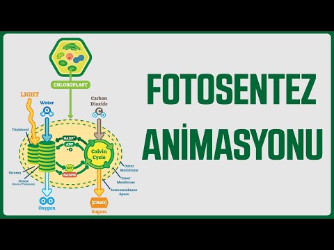 Video: Fotosentez neden bu kadar şaşırtıcı?