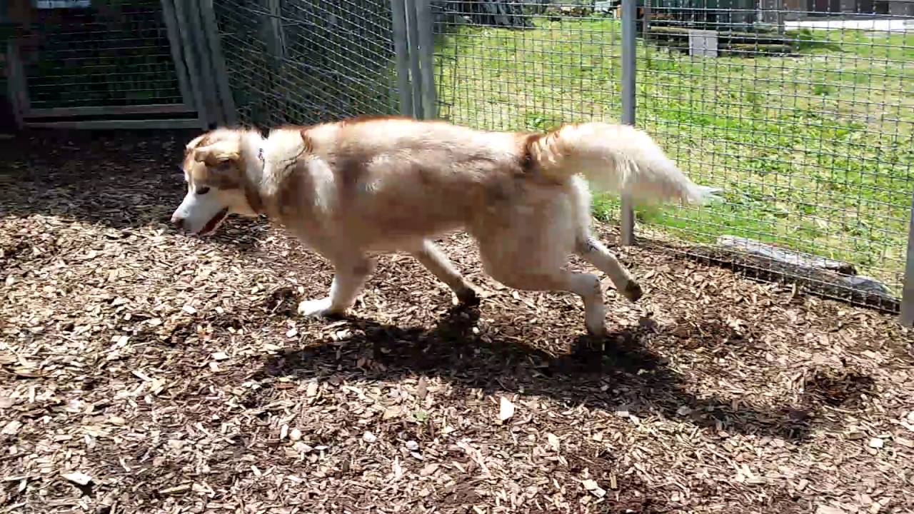 Tierheim Stuttgart Hund Thor YouTube