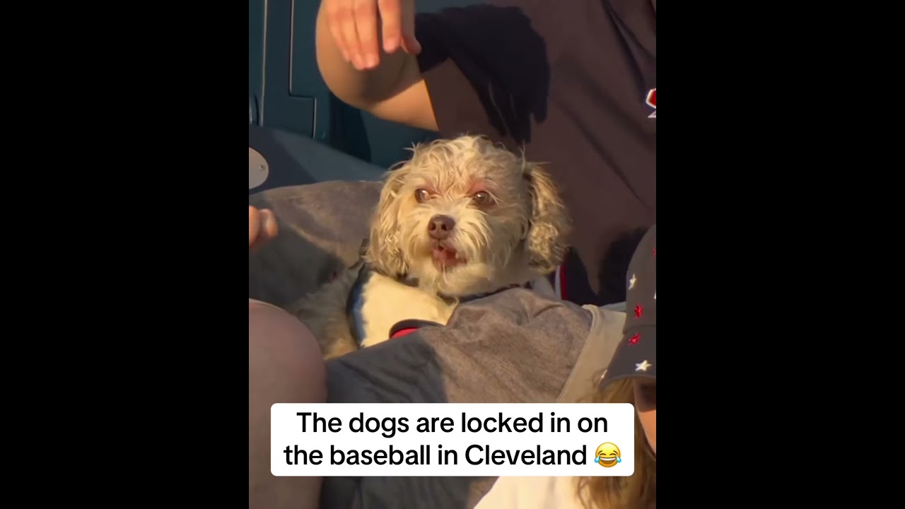Dogs in the park in Cleveland š¶ š