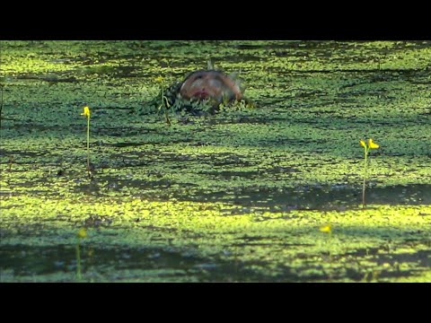 Video: Apa Yang Dikatakan Undang-undang Penangkapan Ikan Rekreasi?