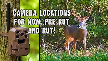 Put Your Trail Cameras Here!  Best Camera Locations for Now, the Pre-rut, and Rut