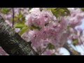 やまが桜園のさくら