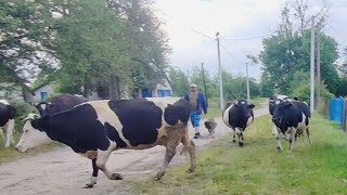 Собирают сено 🌻 Мало коров🌻Украинское село 🌻Волынь