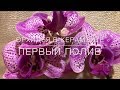 💞 Орхидея В Керамзите ( ЗС )  / Первый Полив