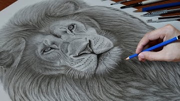 How to Draw a Realistic Lion | Easy Way to Add Details to Your Lion Face Drawing