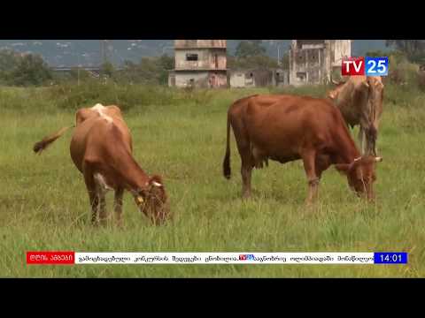 რათომ ჭიანურდება ხულოში ცოცხალი პირუტყვის აგრარული ბაზრის მოწყობა ?