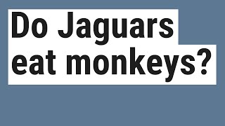 Do Jaguars eat monkeys?