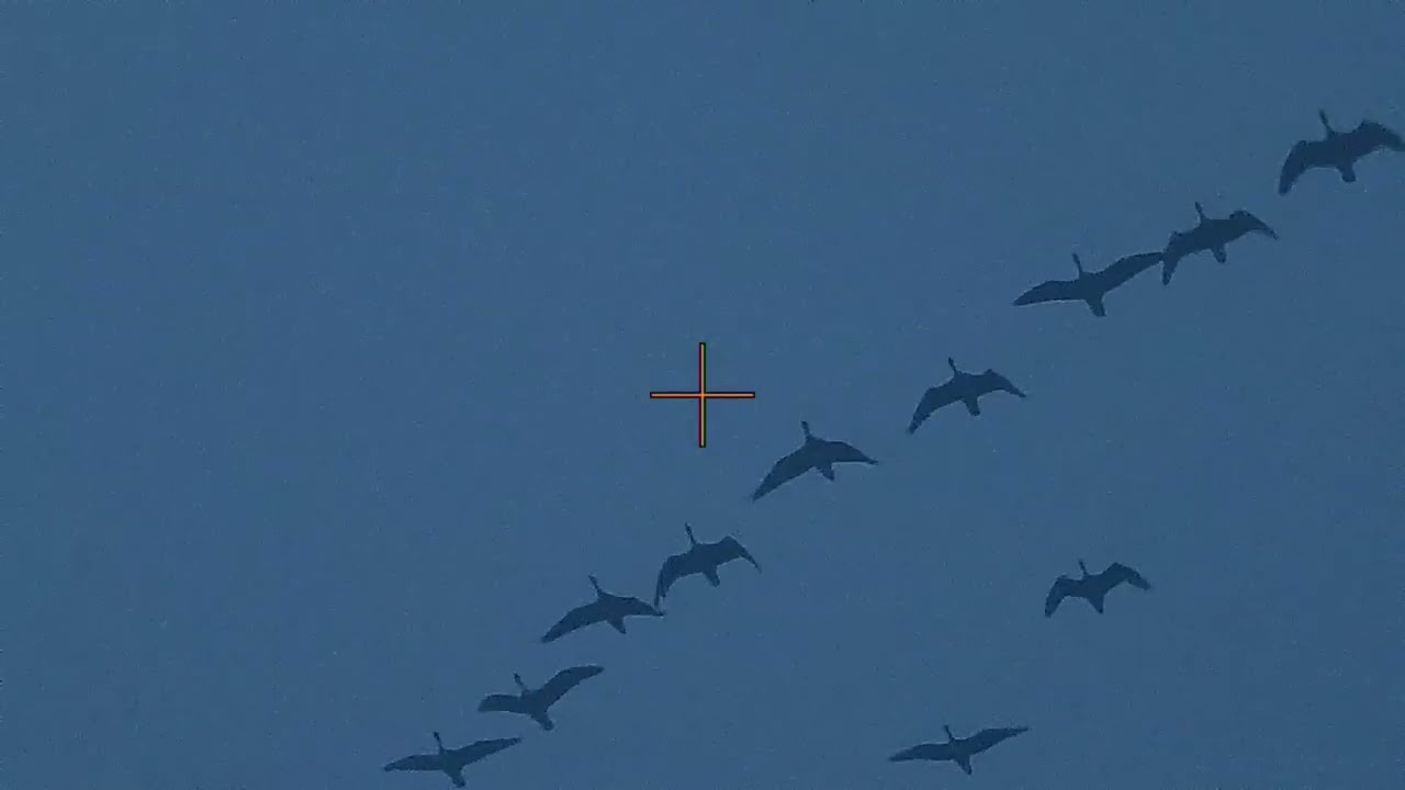 Wildfowling on Scottish foreshore with steel homeloads