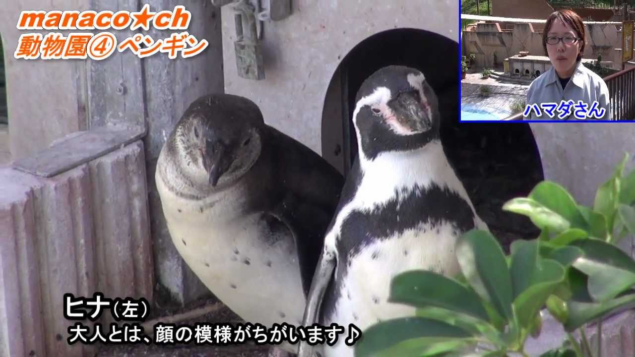 福岡市動物園 4 ペンギン Fukuoka City Zoological Garden Penguin Youtube