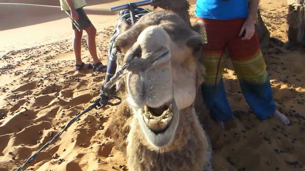 らくだくん食事中 Youtube