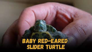 Caring For A Baby Red Eared Slider Turtle, Buying Cost, Diet, Care Sheet Guide for Beginners