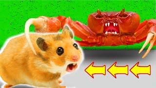 Obstacle Course with Traps Maze With Giant Crab In Hamster Stories