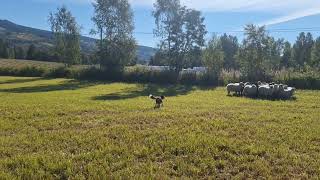 Mira First Session, Short Version