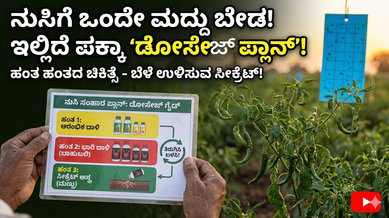  Thrips:ಒಂದೇ ಮದ್ದನ್ನು ಪದೇ ಪದೇ ಸಿಂಪಡಿಸಬೇಡಿ! ನುಸಿ ನಿಯಂತ್ರಣಕ್ಕೆ 'ಸೀಕ್ರೆಟ್' ಪ್ಲಾನ್ ಇಲ್ಲಿದೆ. (Warning!) 