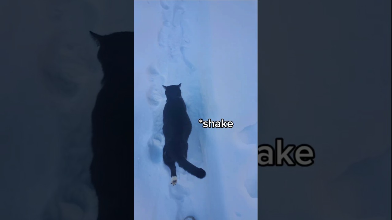 the shakes were DRAMATIC 💀😭 