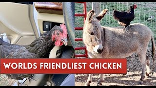 Chicken Survives Attack and Becomes Family Pet!// GrubTerra Chicken Treats