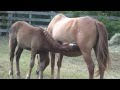 90th Pony Penning  in Chincoteague VA.  Interview