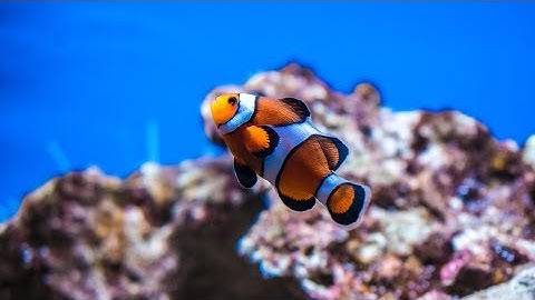 Fish for Kids with Pronunciation (and with Photos)