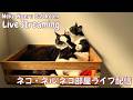 【ネコ・ネル ねこ部屋配信】NN Cat Room Live Streaming 260704