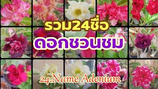 มีที่เดียว! คลิปรวมชื่อดอกชวนชม มากถึง24ชื่อ #ชวนชม #adenium