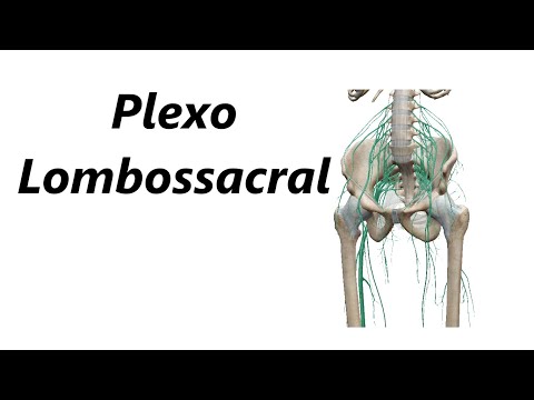 Vídeo: Anatomia, Função E Função Do Plexo Lombar - Mapas Do Corpo