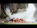  asmr cat eating 101 curry eats her favorite wet food