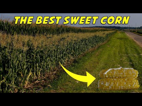 Sweet Corn 101