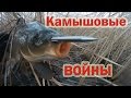 Камышовые войны! Трудовая охота в камыше!