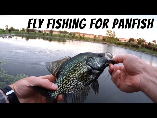 Slaying Bluegill, Crappie and Bass with a Budget Fly Rod (Fly Fishing for  Panfish and Bass on Beds) 