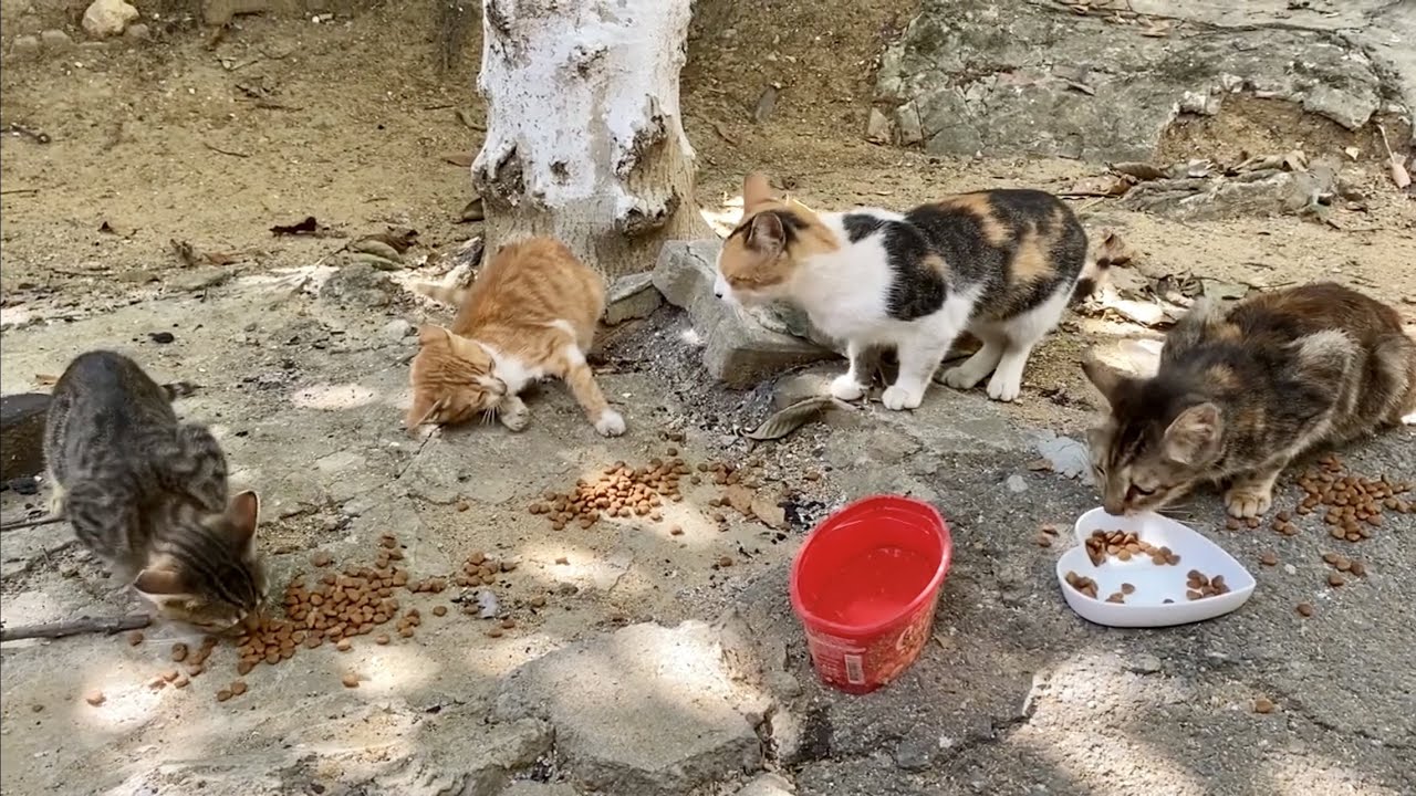 Mother Cat Tries To Take Her Kitten’s Food By Intimidation | Cats And