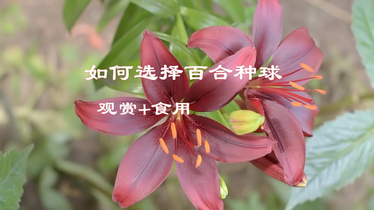 食用百合的种植 选什么样的百合种球既可以赏花又可以吃 如何种一次年年有花看有百合吃 How To Plant Edible Lily From Bulbs Youtube