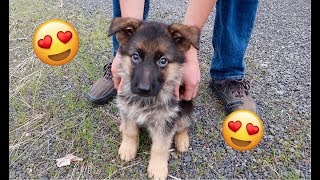 Trevor Gets New PUPPY! 8 Week Old German Shepherd by Aaron DeBoer Vlogs 633,789 views 5 years ago 5 minutes, 6 seconds