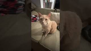 @thechonkest: Hetzelfde verhaal, maar dan anders #kattenliefhebbers #kat #kitten